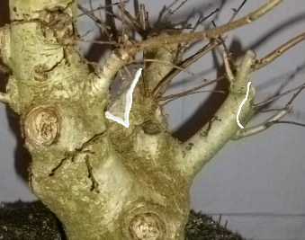 elm bonsai thick branch