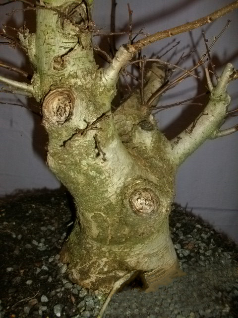elm bonsai shari