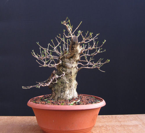 privet bonsai